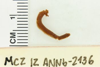 Media type: image;   Invertebrate Zoology ANNb-2136 Description: Preserved specimen.;